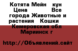 Котята Мейн - кун › Цена ­ 19 000 - Все города Животные и растения » Кошки   . Кемеровская обл.,Мариинск г.